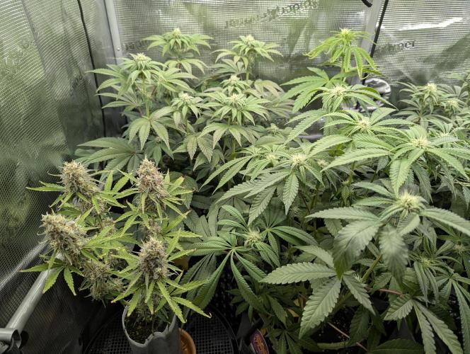 Monaco - Nine Weeks Harvest. Week 9