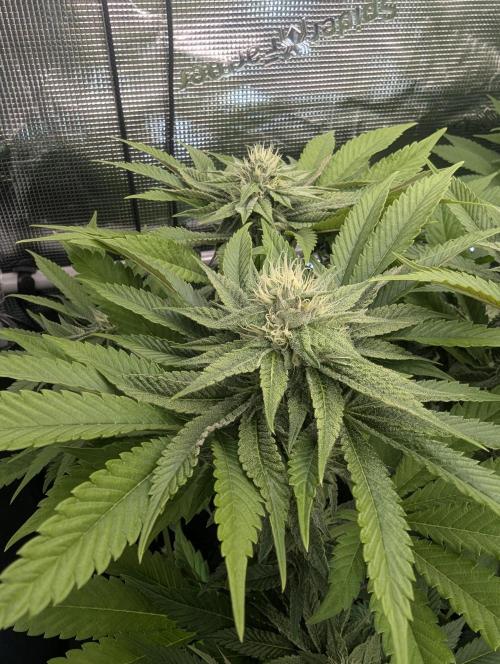 Monaco - Nine Weeks Harvest. Week 9