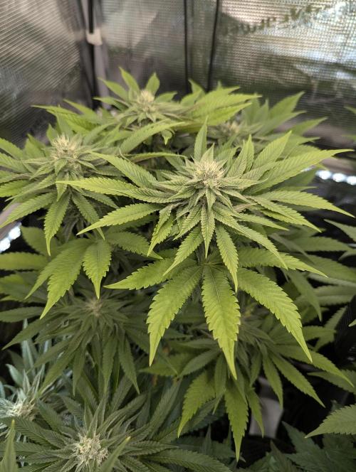 Grow Tent 3x3x6 (90cm x 90cm x 180cm). Week 9