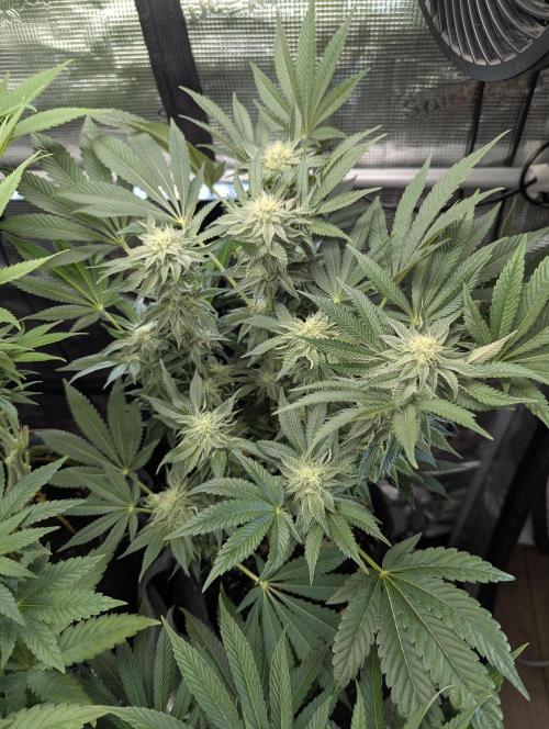 Night Ritual - Wizard Trees. Week 9