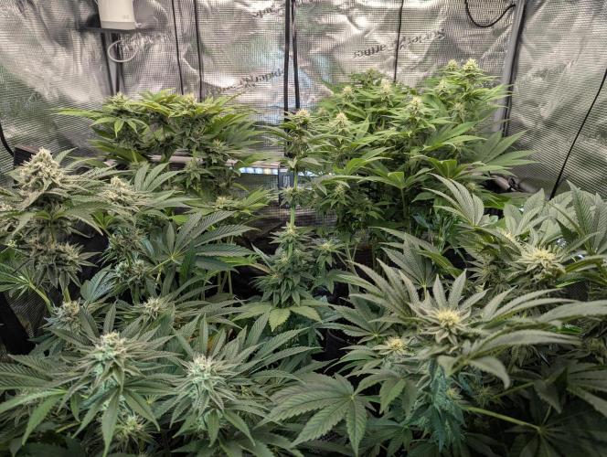 Night Ritual - Wizard Trees. Week 9