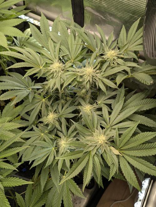 Night Ritual - Wizard Trees. Week 9