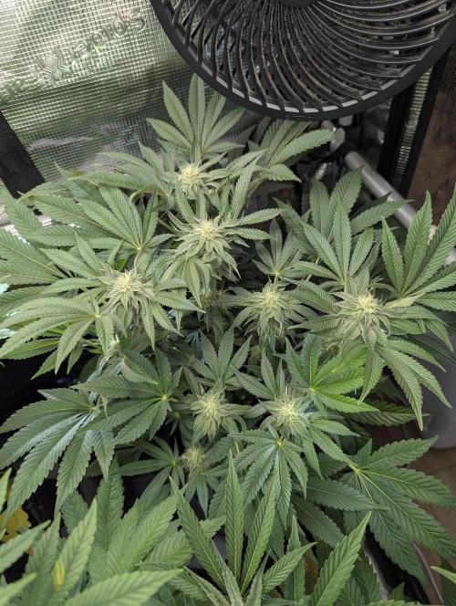 Night Ritual - Wizard Trees. Week 9
