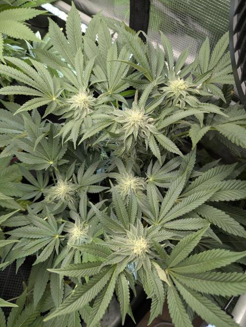 Grow Tent 3x3x6 (90cm x 90cm x 180cm). Week 9
