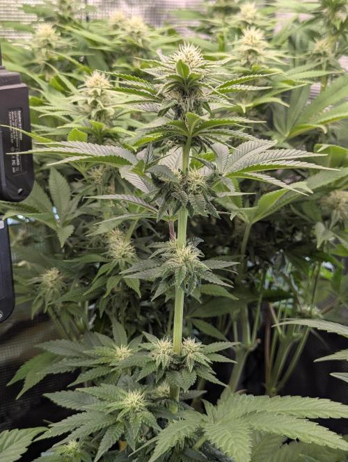 Mental Rainbow FF - Sweet Seeds. Week 7