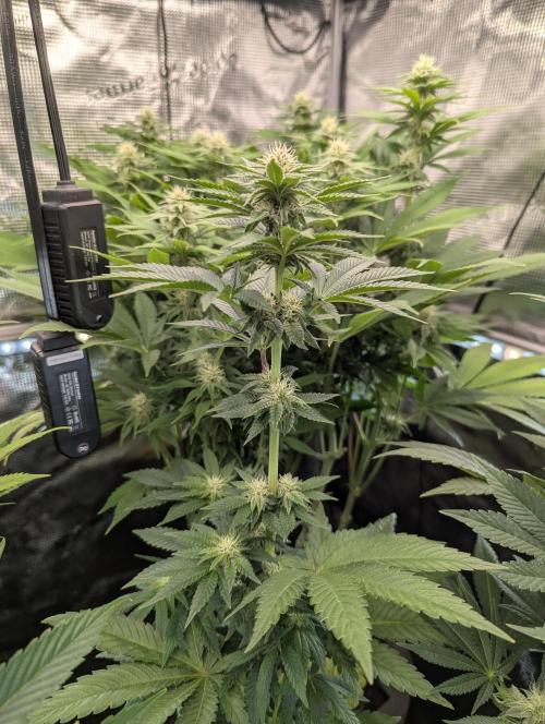 Mental Rainbow FF - Sweet Seeds. Week 7