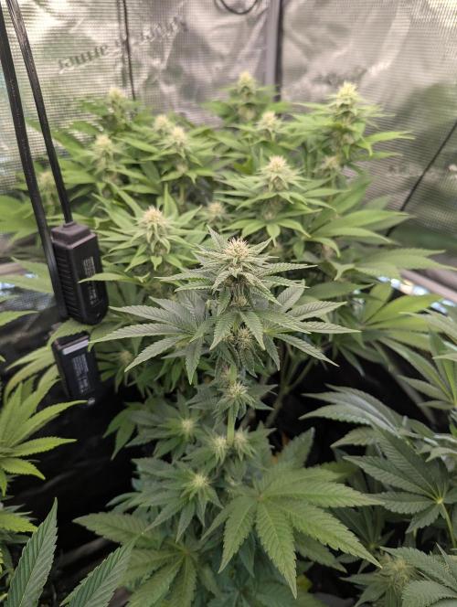 Mental Rainbow FF - Sweet Seeds. Week 7