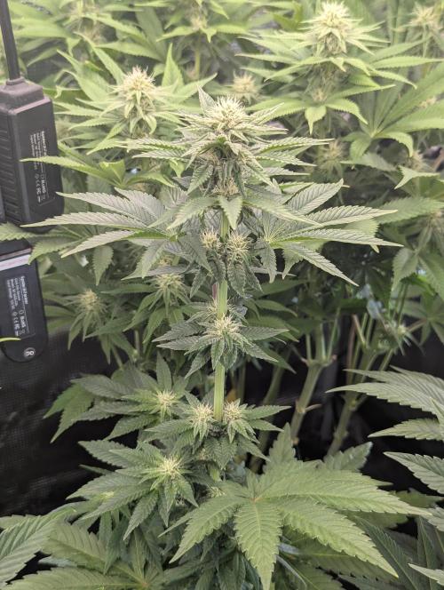 Mental Rainbow FF - Sweet Seeds. Week 7