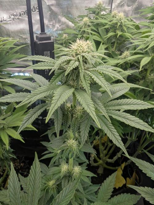Mental Rainbow FF - Sweet Seeds. Week 7