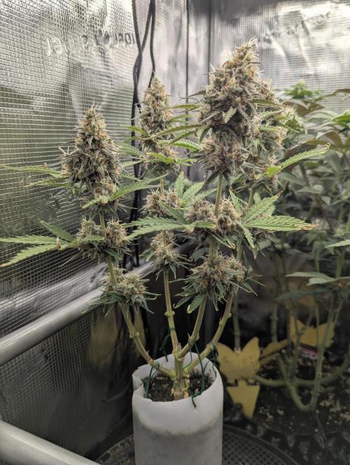 TB SkittleZ Auto - Bulldog Seeds. Week 10