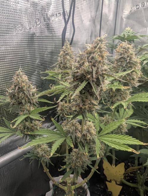 TB SkittleZ Auto - Bulldog Seeds. Week 10
