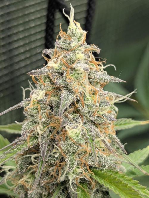 TB SkittleZ Auto - Bulldog Seeds. Week 10