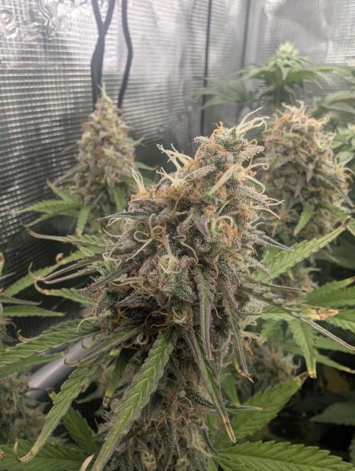 TB SkittleZ Auto - Bulldog Seeds. Week 10
