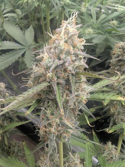 TB SkittleZ Auto - Bulldog Seeds. Week 10