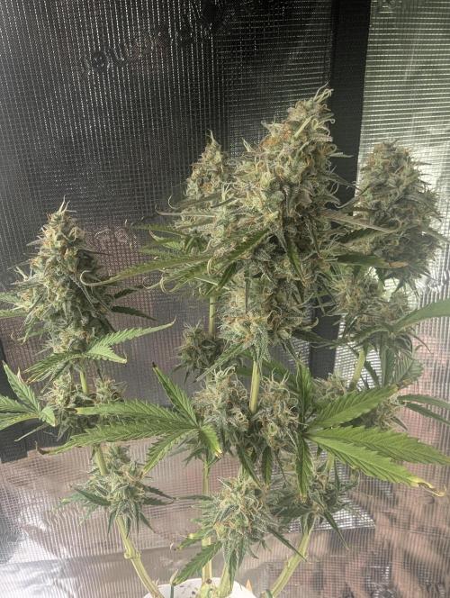 TB SkittleZ. Week 10