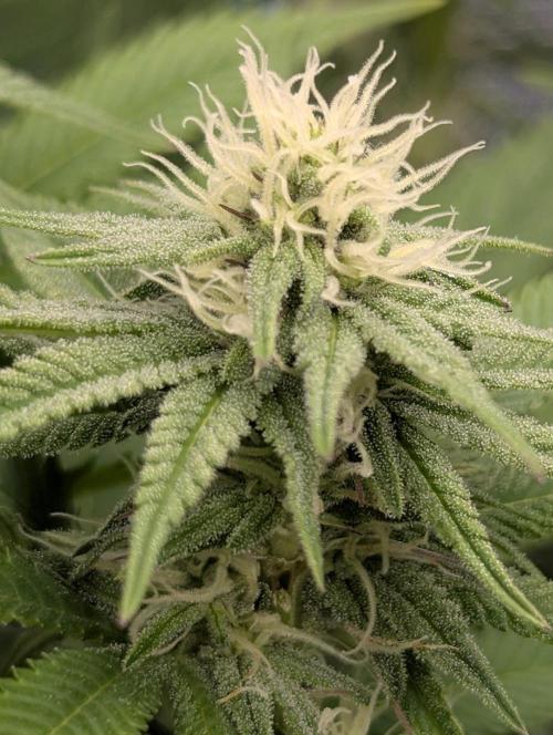 Holy Snow - Greenhouse Seed Co.. Week 10
