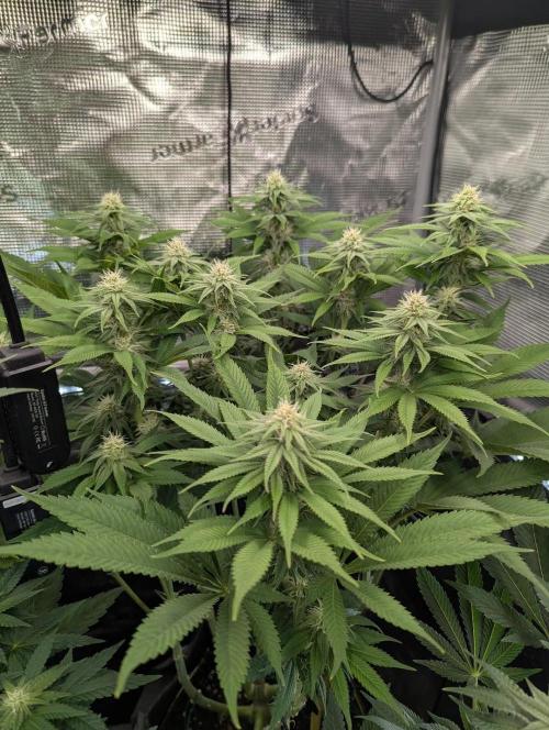 Holy Snow - Greenhouse Seed Co.. Week 10