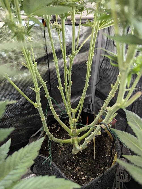 Holy Snow - Greenhouse Seed Co.. Week 10