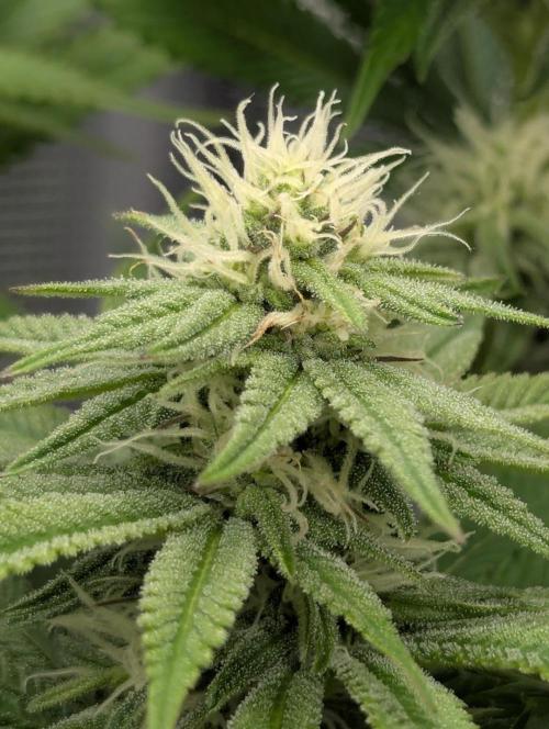 Holy Snow - Greenhouse Seed Co.. Week 10