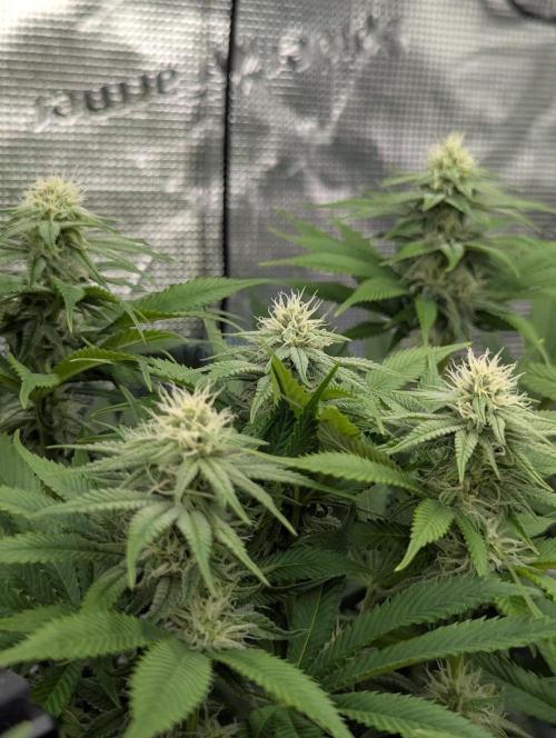 Holy Snow - Greenhouse Seed Co.. Week 10