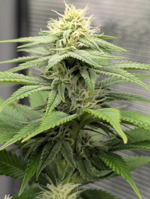 Holy Snow - Greenhouse Seed Co.. Week 10