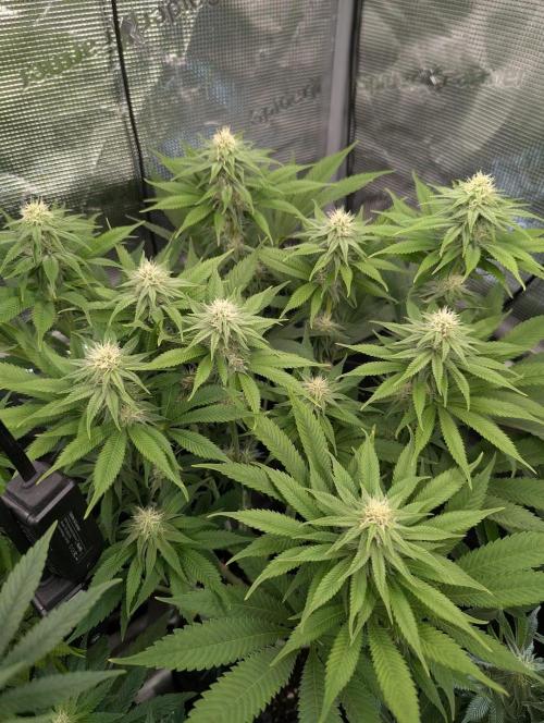 Holy Snow - Greenhouse Seed Co.. Week 10