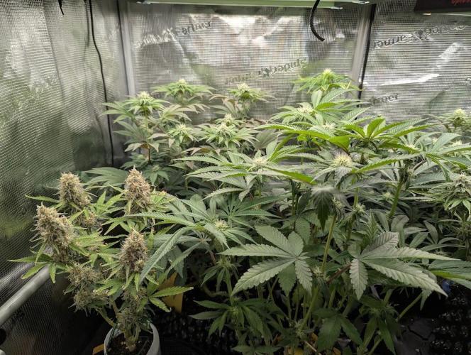 Holy Snow. Week 10
