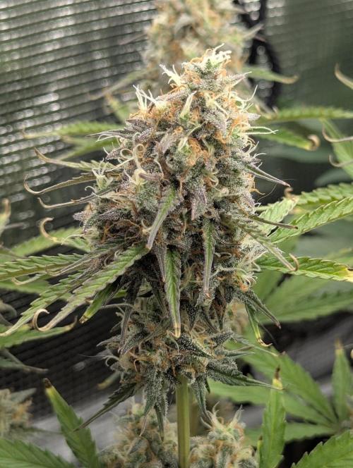 Holy Snow. Week 10