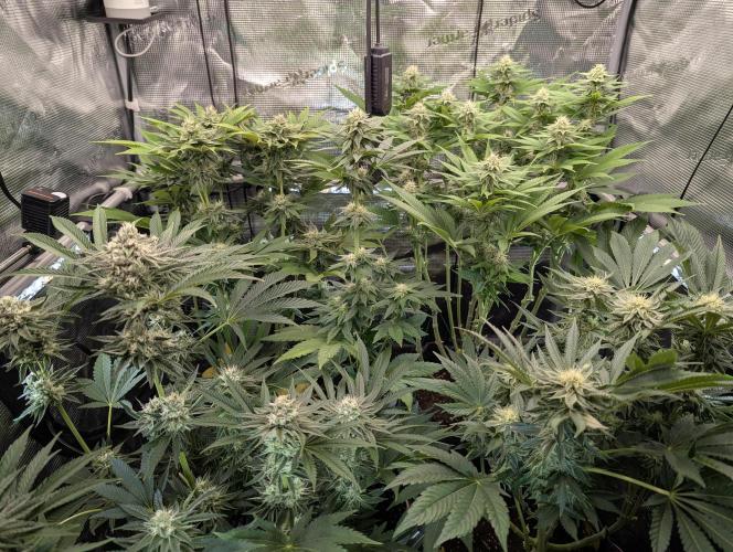 Holy Snow. Week 10