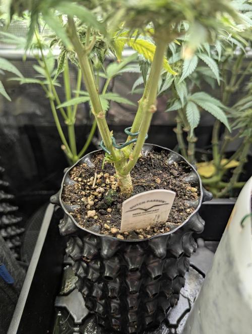 Micro Grow Q126. Week 9