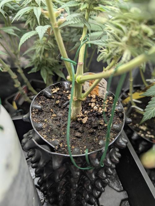 Micro Grow Q126. Week 9