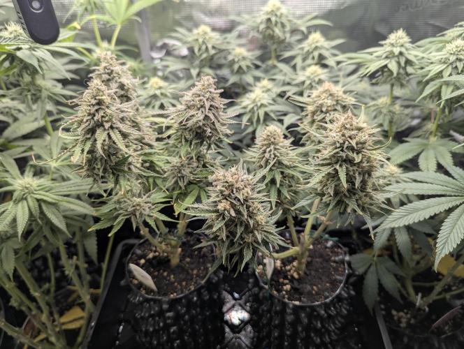 Micro Grow Q126. Week 9