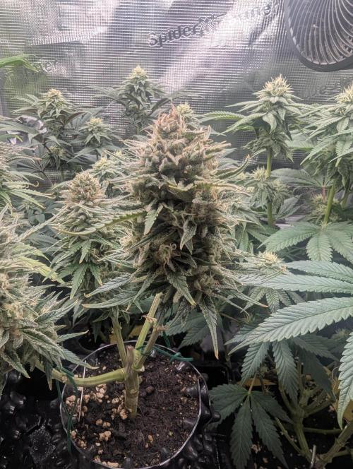 Micro Grow Q126. Week 9