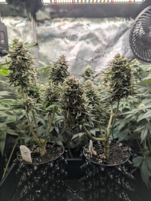 Micro Grow Q126. Week 9