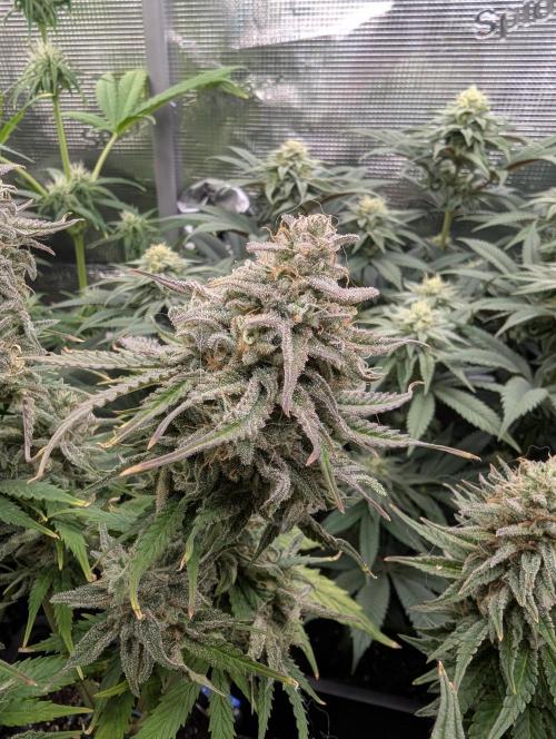 Micro Grow Q126. Week 9