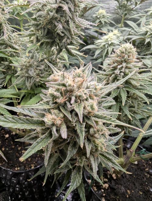 Micro Grow Q126. Week 9