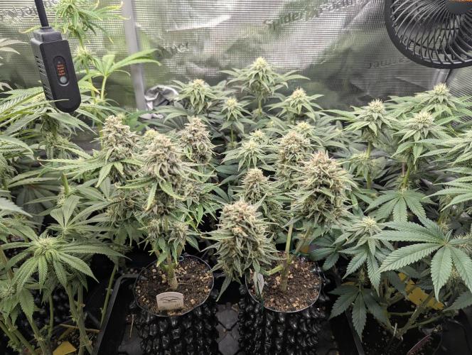 Micro Grow Q126. Week 9