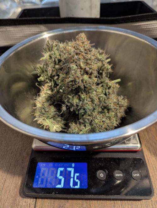 TB SkittleZ Auto - Bulldog Seeds. Week 11