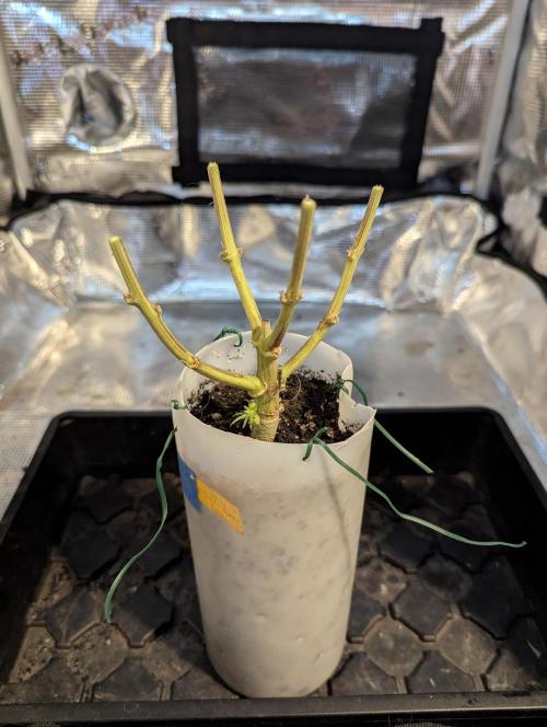 TB SkittleZ Auto - Bulldog Seeds. Week 11