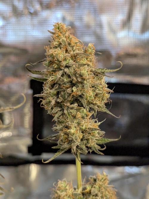 TB SkittleZ Auto - Bulldog Seeds. Week 11