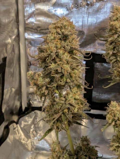 TB SkittleZ Auto - Bulldog Seeds. Week 11