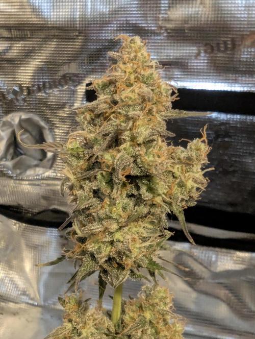 TB SkittleZ Auto - Bulldog Seeds. Week 11