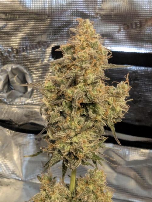 TB SkittleZ Auto - Bulldog Seeds. Week 11