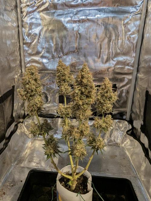 TB SkittleZ Auto - Bulldog Seeds. Week 11