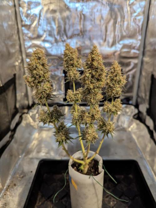 TB SkittleZ Auto - Bulldog Seeds. Week 11