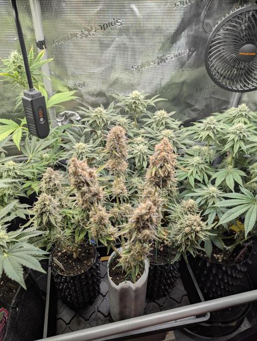 TB SkittleZ Auto - Bulldog Seeds. Week 11