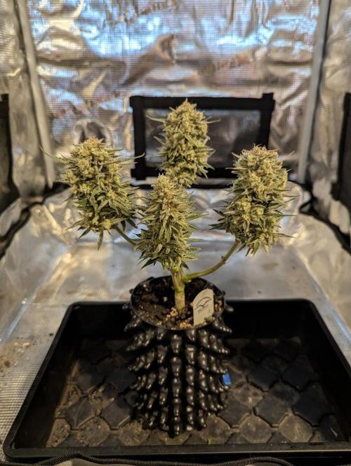 Micro Grow Q126. Week 10
