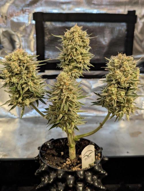 Micro Grow Q126. Week 10