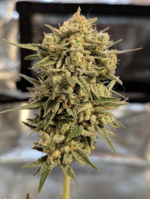 Micro Grow Q126. Week 10