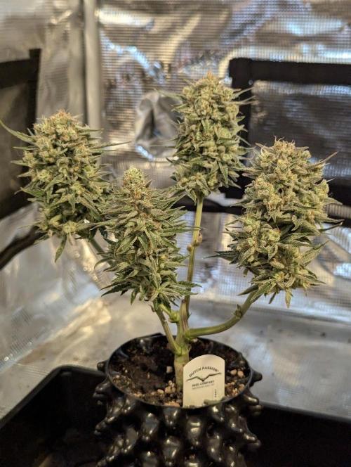 Micro Grow Q126. Week 10